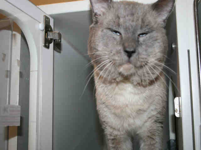 RUFUS (A494257)