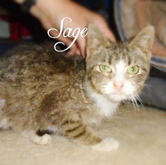 Sage (17933506)