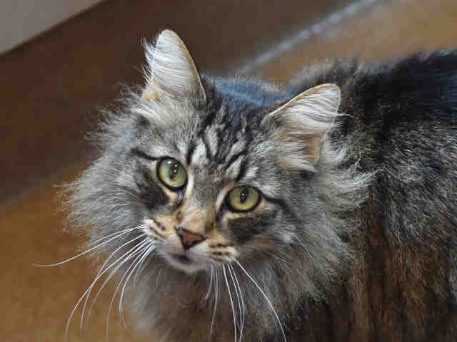 SAMANTHA (A0449286)
