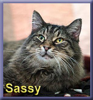 Sassy (19497023)