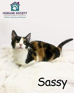 SASSY (20670375)