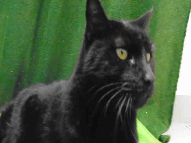 SASSY (A178737)