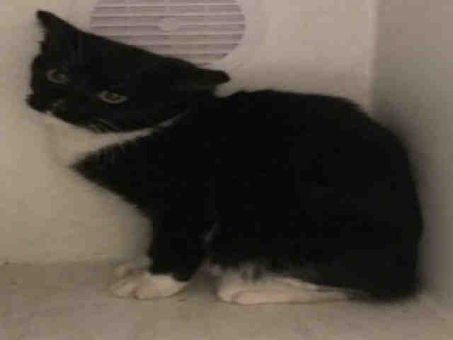 SCOOTER (A002929)