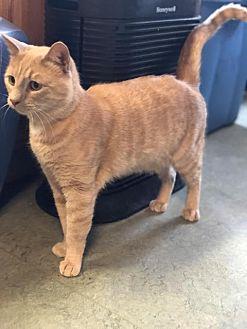Scotch (21076159)