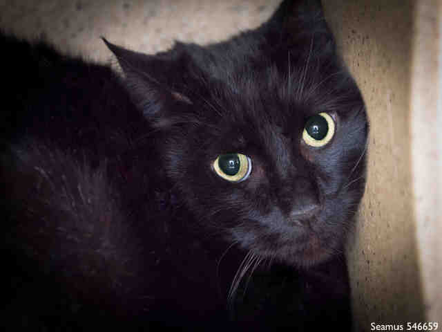 SEAMUS (A546659)