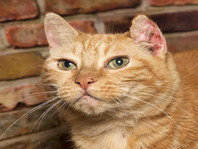 SERA (A036492)
