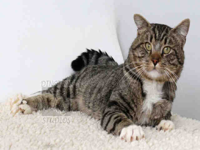 SGT. STRIPES (A047390)