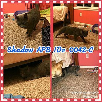 Shadow (20094124)