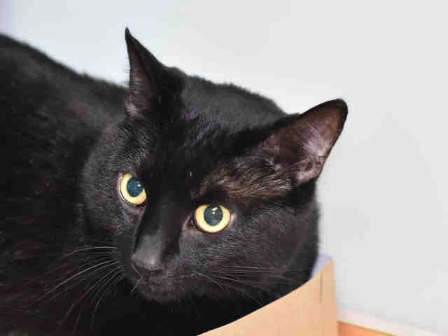 SHADOW (A0897302)