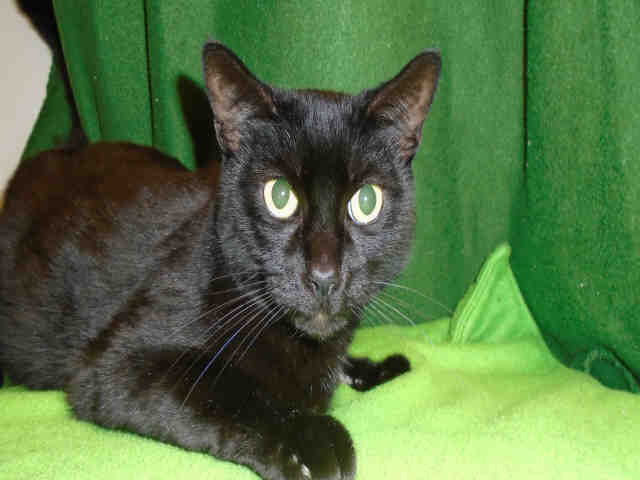SHADOW (A178917)