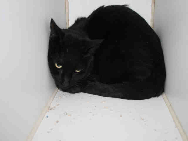 *SHADOW (A494122)