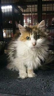 Sheba (20782176)