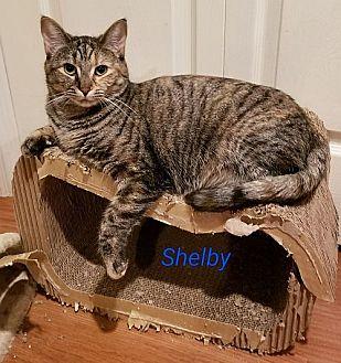 Shelby (20082894)
