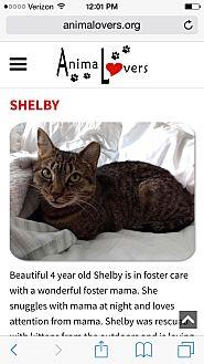Shelby (20932380)