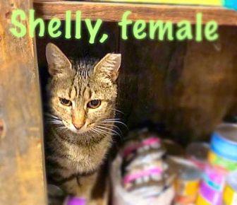 Shelly (18957471)