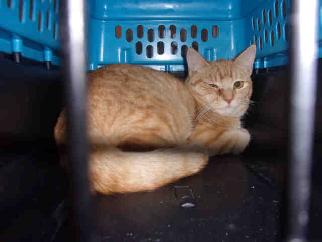 SHERLOCK (A104810)