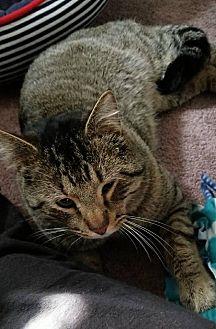 Sherman (21068507)
