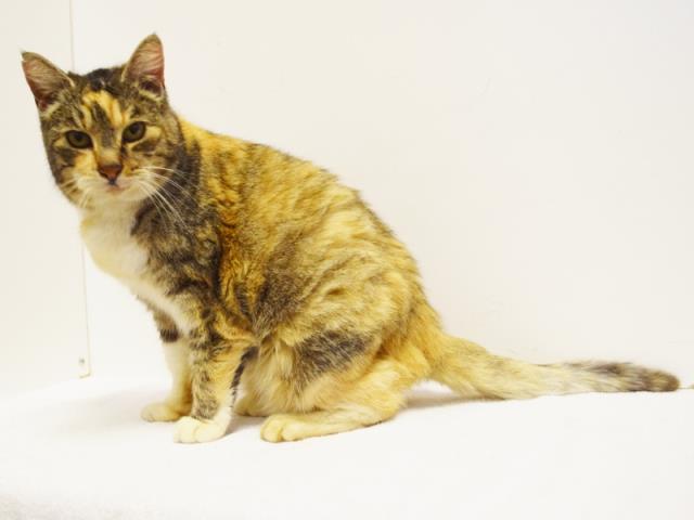 *SHIRLEY (A732142)