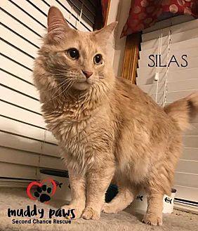 Silas (20658933)