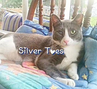 Silver Toes (18957468)