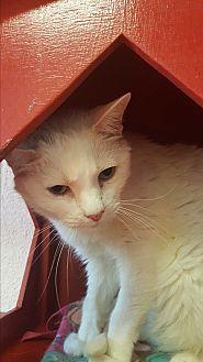 Simon (16603415)