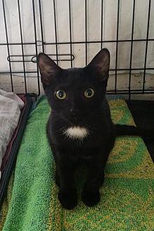 Simon (17802311)