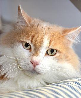 Simon (20896879)