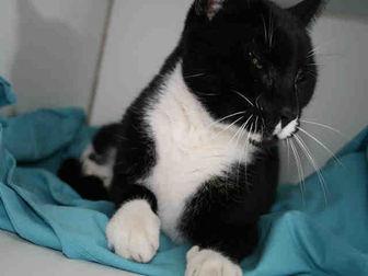 *SIMON (20961806)