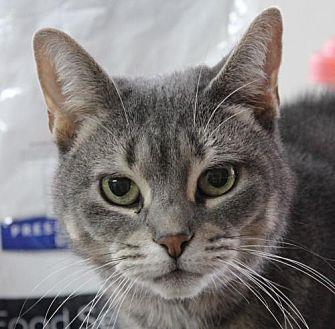 Simone (FCID (16297858)