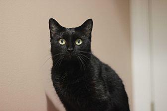 Sky (Adoptio (20153594)