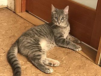 Smokey (20813954)