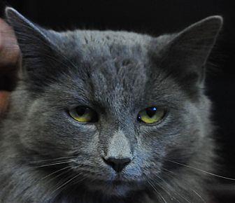 Smokey (20852074)