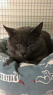 Smokey (20906700)
