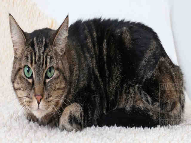 SMOKEY (A047511)