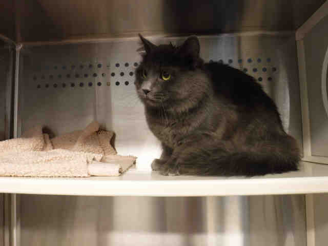 *SMOKEY* (A136346)