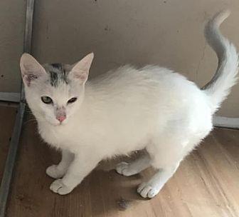 Smudge (21068107)