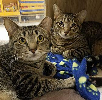 Smudge & Pud (21056249)