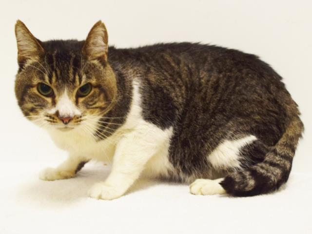 SNICKERS (A730576)