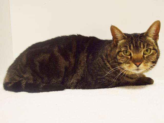 SNICKERS (A732187)