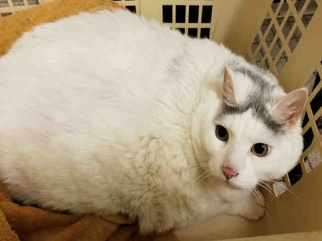 SNOWMAN (A147652)