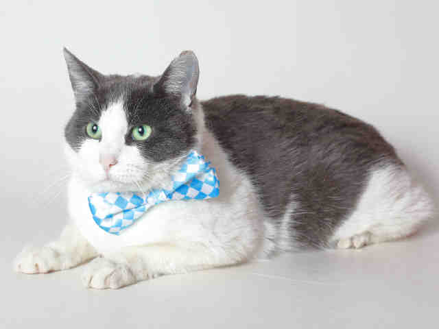 SOCKS (A120084)
