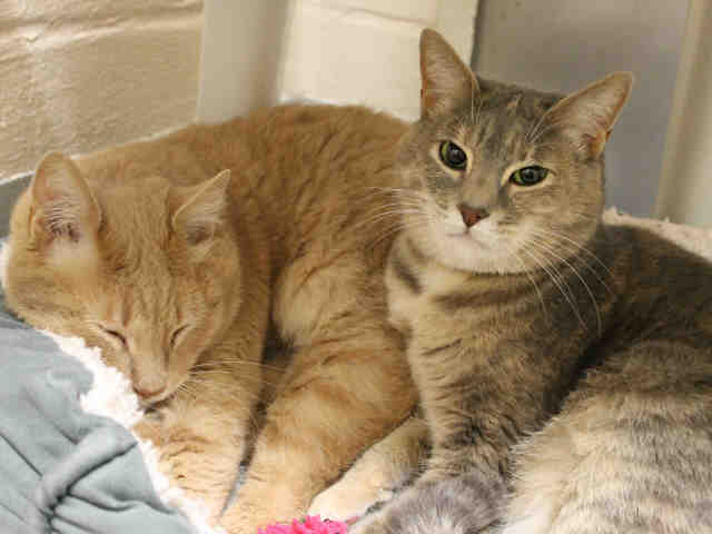 SOFFIE (A413671)
