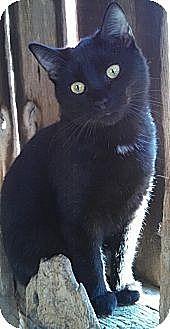 Sookie (12823834)