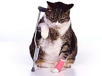Special Need (9727265)