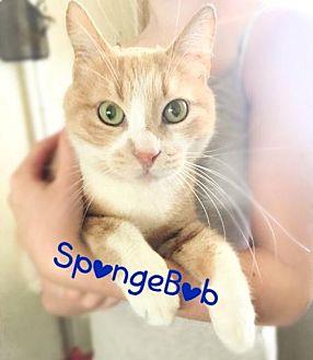 SpongeBob (E (17899585)
