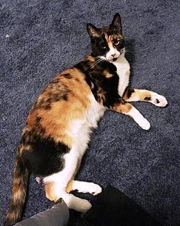 Stella (16540137)