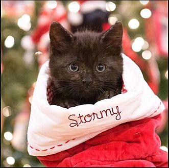 Stormy (20394256)