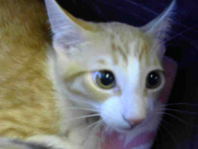 SUNNY (A724795)