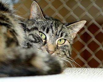 Sweet Pea (20638163)