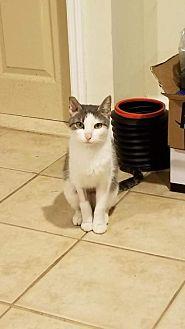 Sweet Pea (20940576)